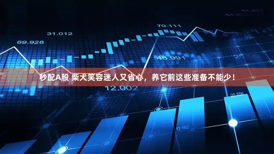 秒配A股 柴犬笑容迷人又省心，养它前这些准备不能少！